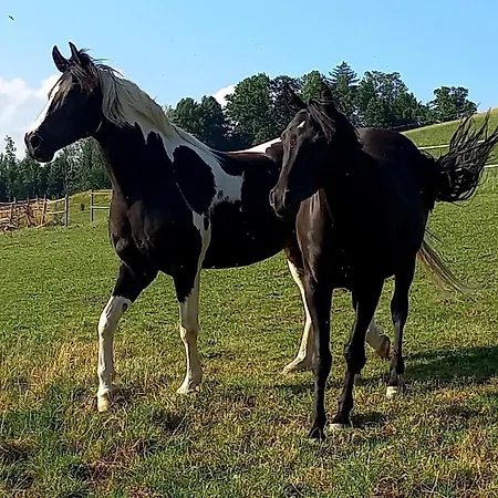 Roiderhof Irrsee Oberhofen am Irrsee