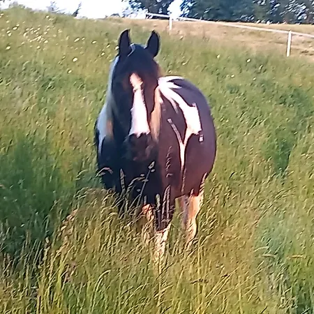 Ξενοδοχείο με διαμερίσματα Roiderhof Irrsee 4*