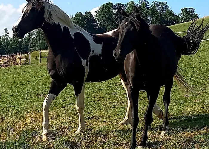 Roiderhof Irrsee Oberhofen am Irrsee